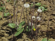 Colt's-foot (Tussilago farfara) - fruit