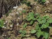 Colt's-foot (Tussilago farfara) - leaves