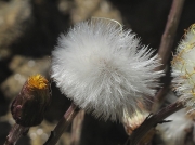 Colt's-foot (Tussilago farfara) - fruit