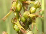 Common Twayblade (Neottia ovata (Listera ovata))