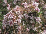 Dodder (Cuscuta epithymum)