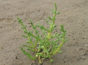 Common Glasswort