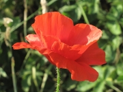 Common Poppy