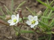 Corn Spurrey