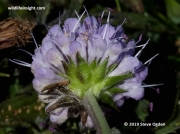 Devil's-bit Scabious (Succisa pratensis) showing calyx below flowerhead