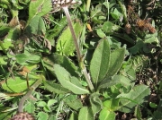 Devil's-bit Scabious (Succisa pratensis) stem and basal leaves