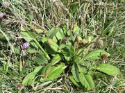 Devil's-bit Scabious (Succisa pratensis) basal leaves