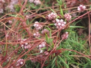 Dodder (Cuscuta epithymum)