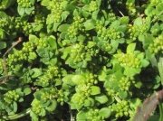 Fringed Rupturewort (Herniaria ciliolata)