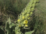 Great Mullein (Verbascum thapsus)