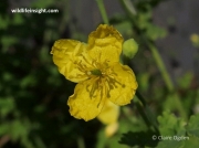 Greater Celandine (Chelidonium majus)
