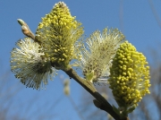Grey Willow (Salix cinerea)