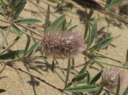 Hare's-foot Clover (Trifolium arvense)
