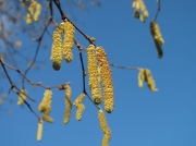 Hazel  (Corylus avellana) catkins