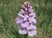 Heath Spotted-orchid (Dactylorhiza maculata)