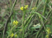 Hedge Mustard (Sisymbrium officinale)