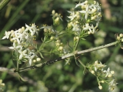 Hedge Bedstraw (Galium mollugo)