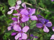 Honesty (Lunaria annua)