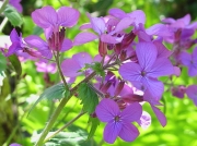 Honesty (Lunaria annua)