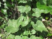 Honesty (Lunaria annua)