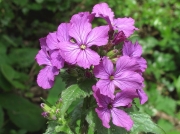 Honesty (Lunaria annua)