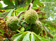 Horse-chestnut (Aesculus hippocastanum) fruit