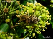 Ivy (Hedera helix) with Ivy Bee (Colletes hederae)