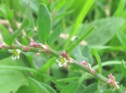 Knotgrass (Polygonum aviculare)