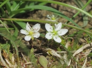 Knotted Pearlwort