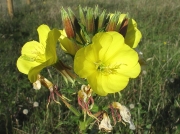 Large-flowered Evening-primrose (Oenothera glazioviana)