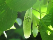 Large-leaved Lime