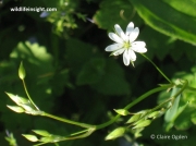 Lesser Stitchwort (Stellaria graminea)