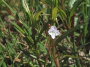 Marsh Speedwell (Veronica scutellata)