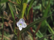 Marsh Speedwell (Veronica scutellata)