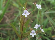 Marsh Speedwell (Veronica scutellata)