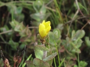 Marsh St John's-wort