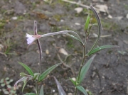 Marsh Willowherb (Epilobium palustre)