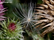 Musk Thistle or Nodding Thistle (Carduus nutans) showing simple pappus  hairs © Steve Ogden