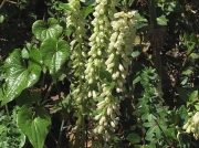 Navelwort or Pennywort (Umbilicus rupestris)