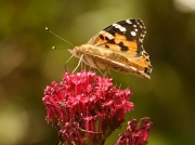 Painted Lady butterfly (Vanessa cardui) nectaring on Red Valerian