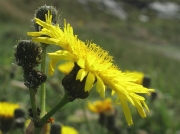 Perennial Sow-thistle (Sonchus arvensis)