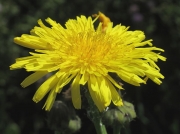 Perennial Sow-thistle (Sonchus arvensis)