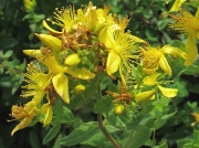 Perforate St John's-wort