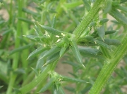 Prickly Saltwort