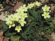 Primrose (Primula vulgaris) -pin form