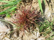 Pygmy Rush (Juncus pygmaeus)