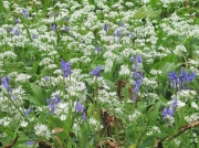 Ramsons or Wild Garlic (Allium ursinum) and Bluebells (Hyacinthoides non-scripta)