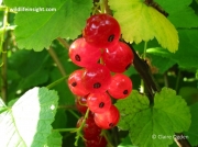 Red Currant (Ribes rubrum) fruit