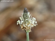 Ribwort Plantain (Plantago lanceolata)