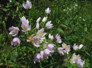 Rosy Garlic (Allium roseum)